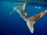 Djibouti - Whale Shark in the Gulf of Aden - 02